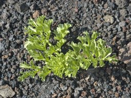 Tenerife2002-2003-027